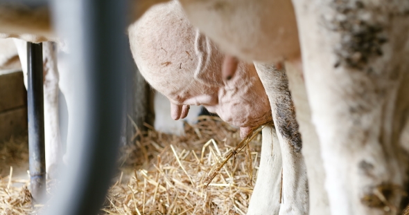 Milky Cows Ready for Milking on Farm. Milk Production.