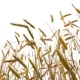 Beautiful Wheat - VideoHive Item for Sale