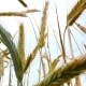 Wheat. Angle From the Bottom Point. - VideoHive Item for Sale