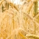 Wheat Swaying in the Wind. - VideoHive Item for Sale