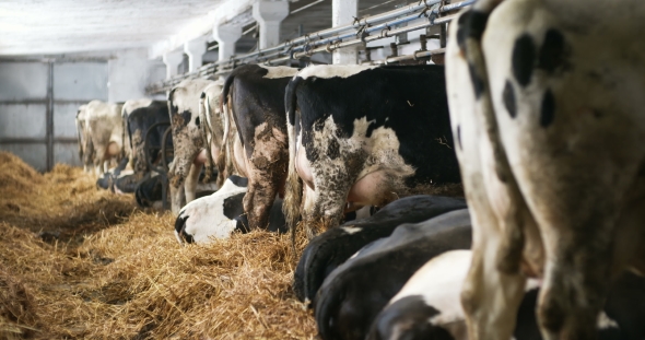 Cow Eating Hay in Farm Barn Agriculture. Dairy Cows in Agricultural Farm Barn, Stable.