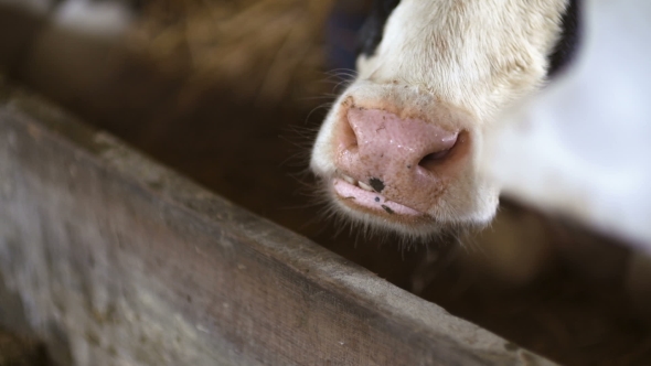 Cow Eating Hay in Farm Barn Agriculture. Dairy Cows in Agricultural Farm Barn.