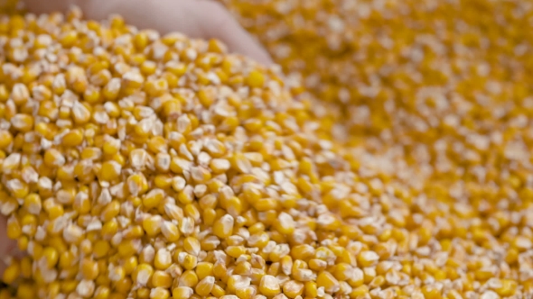 Corn Grains in Farmer Hands