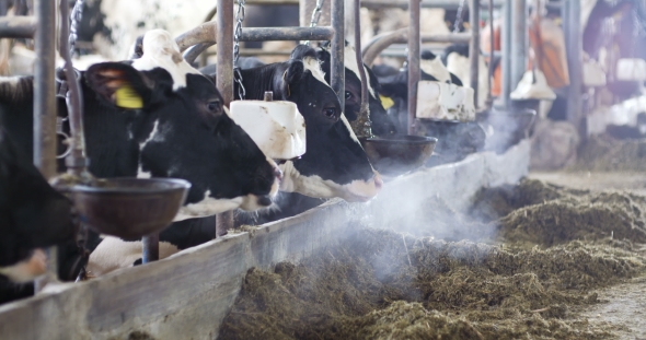 Cow Eating Hay in Farm Barn Agriculture