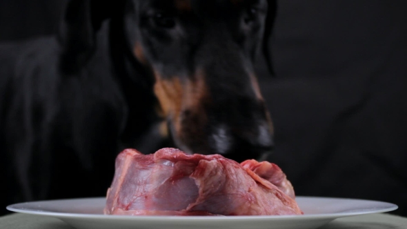 Festive Dog Licks Raw Meat Beef