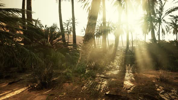 Palm Trees in the Sahara Desert