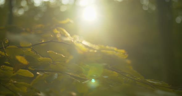 Closeup Shot of Leaves with Sun Shining Directly on Them During Golden Hour