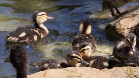 Baby duck chicks in swimming and hoping on rocks in a pond