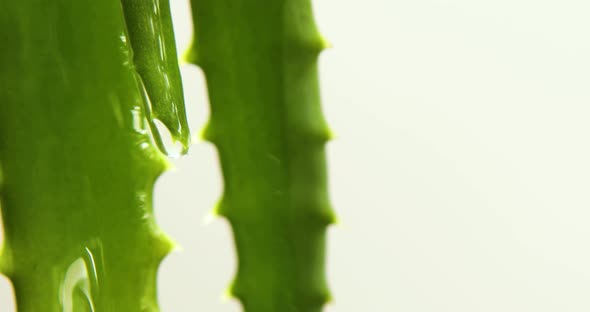 Alora vera leaf with juice, gel drips from the stems on white background