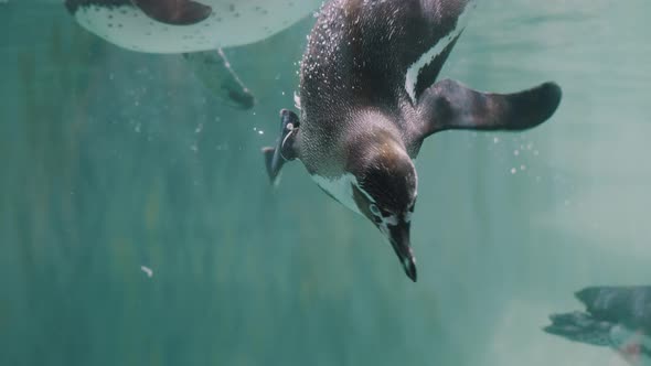 Group Of Magellanic Penguins Swimming Underneath The  Aquarium. - close up