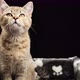 gray purebred kitten Scottish straight chinchilla lies on a black background - VideoHive Item for Sale