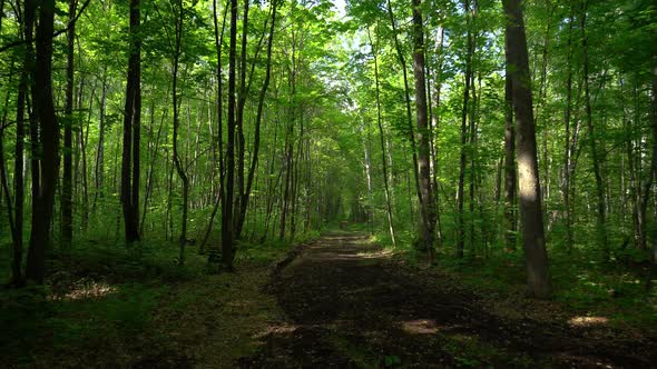 Green Forest