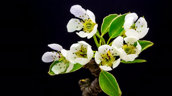 Pear Flower Blossoming 4