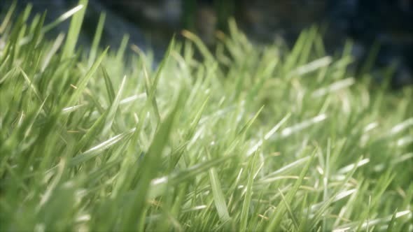 Fresh Green Grass on the Forest