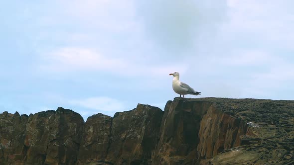 Single Seagull sitting on a rock by the sea followed closely by another that lands next to it. Frame