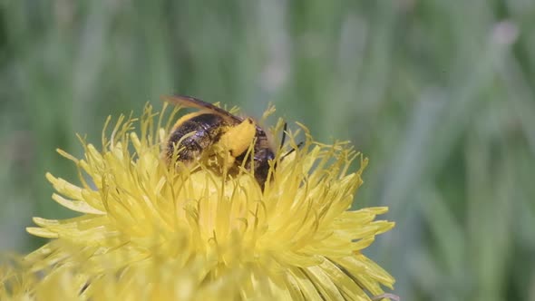 A Bee Collects Pollen From a Dandelion