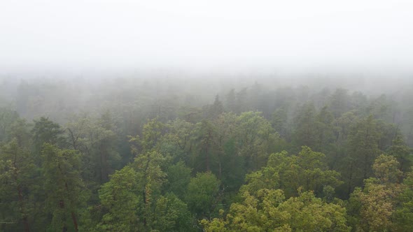 Fog in the Forest Aerial View