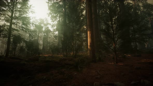 Redwood Forest Foggy Sunset Scenery