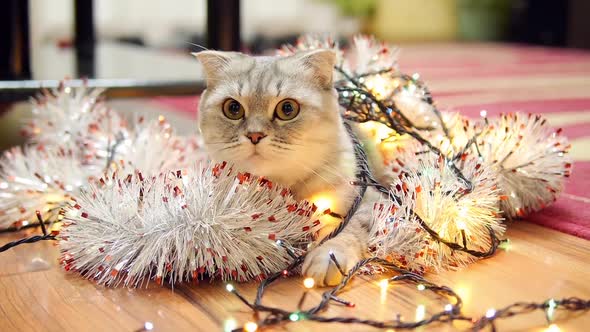 Tiger Cat With Christmas Garland And Tinsel