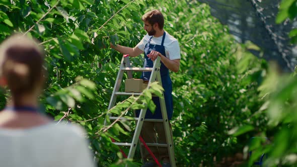 Agronomist Couple Harvesting Cherry Using Farm Ladder in Orchard Greenhouse