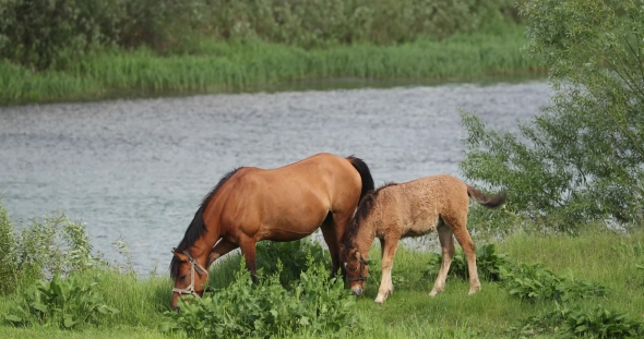 Horse and Foal Grazing on Green Meadow