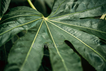 Green Leaves Of Fatsia Japonica In Botanical Garden / Photodune, Misc