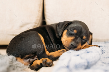 Small Black Miniature Pinscher Zwergpinscher, Min Pin Puppy Dog / Photodune, Misc