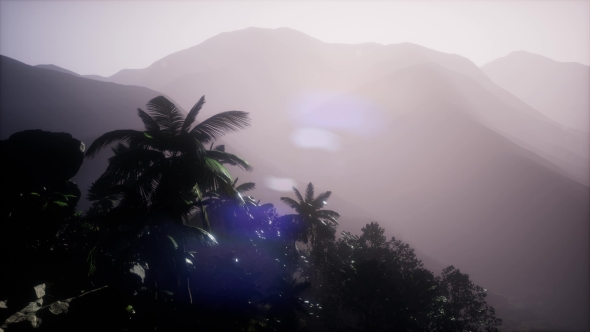 Sunset Beams Through Palm Trees alt