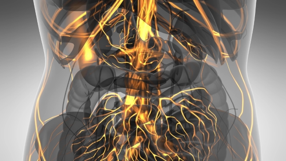 Human Body with Glow Blood Vessels alt