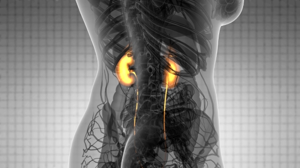 Anatomy Scan of Human Kidneys