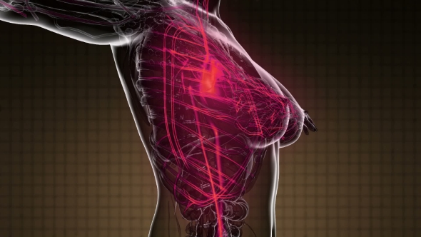 Human Body with Glow Blood Vessels alt