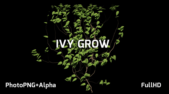 Ivy Growing