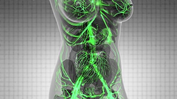 Human Body with Glow Blood Vessels alt