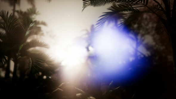 Sunset Beams Through Palm Trees alt