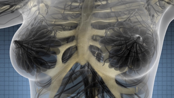 Human Body with Visible Skeletal Bones alt