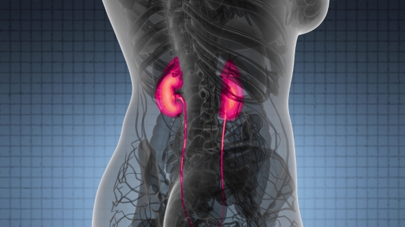 Anatomy Scan of Human Kidneys