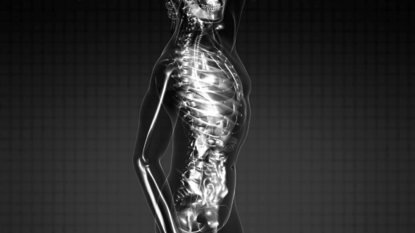 Human Body with Visible Skeletal Bones alt