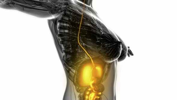 Human Body with Visible Digestive System alt