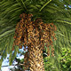 HD Trees :  Palm V1 - 3DOcean Item for Sale