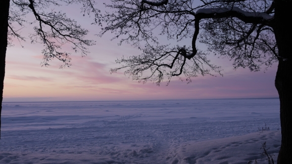 Pink Sunset Through the Trees