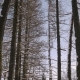 Conifers in Winter Growing in the Form of an Alley - VideoHive Item for Sale