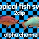 Tropical Fish 2Clip Loop Alpha - VideoHive Item for Sale
