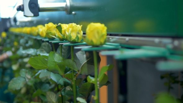 A Flower Grader with Yellow Roses in the Focus
