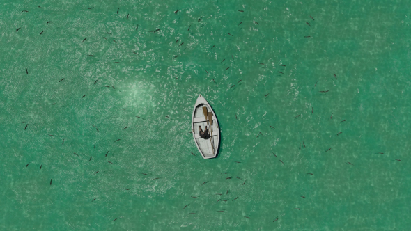 Fishing and Boat alt