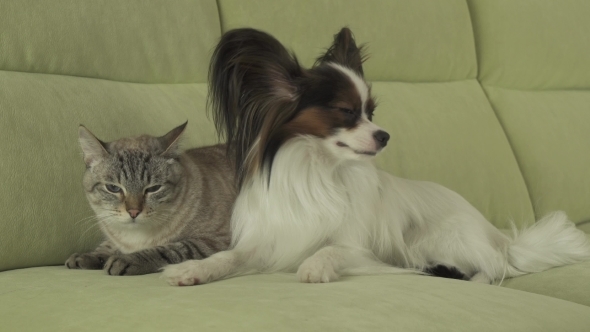 Dog Papillon Lies next to Cat