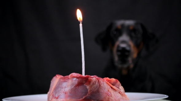 A Festive Piece of Meat with Burning Candle in for the Dogs in Honor of Her Birthday