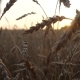 Waving Stalks of Wheat at Sunset - VideoHive Item for Sale