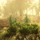 Foggy Summer Morning in the Mountains - VideoHive Item for Sale