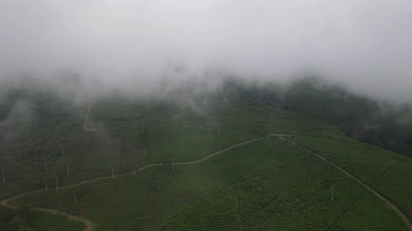 Aerial view of foggy mist tea plantation in Indonesia