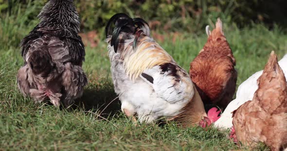 Chicken eating on the yard